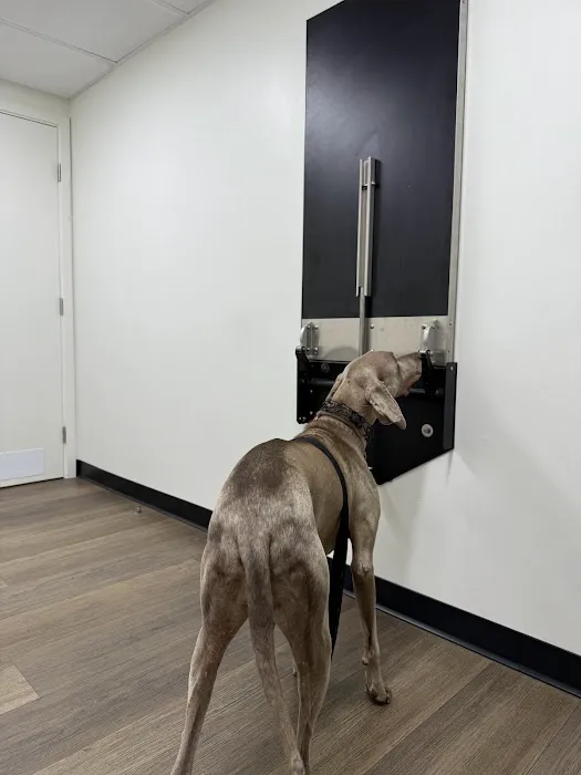 Inheart Animal Hospital Veterinarian | 한인 동물병원 Picture 1