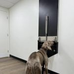 Inheart Animal Hospital Veterinarian | 한인 동물병원