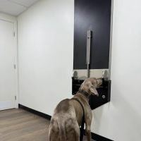 Inheart Animal Hospital Veterinarian | 한인 동물병원 ico