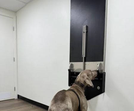 Inheart Animal Hospital Veterinarian | 한인 동물병원