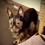 City Line Pet Clinic