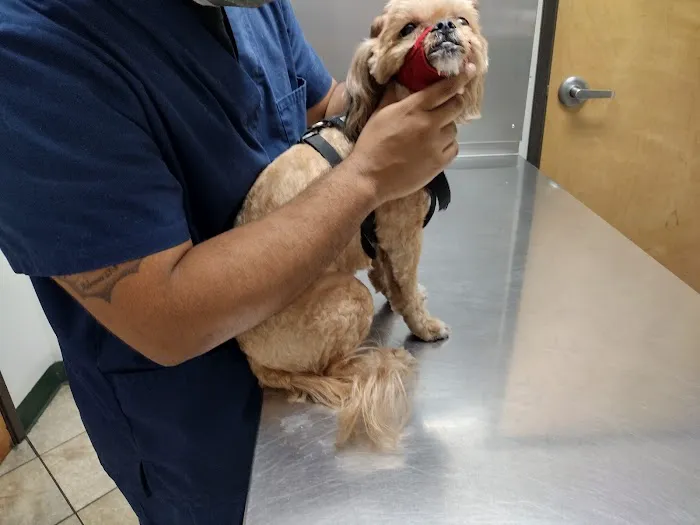 City Line Pet Clinic Picture 5