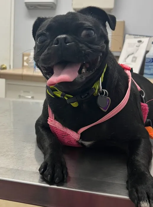 Pico Rivera Animal Hospital Picture 1
