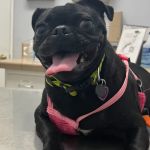 Pico Rivera Animal Hospital