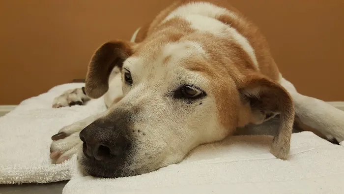 Pico Rivera Animal Hospital Picture 5