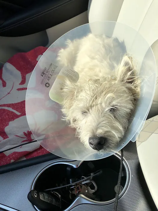 Pico Rivera Animal Hospital Picture 4