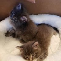 Ashton Animal Hospital ico
