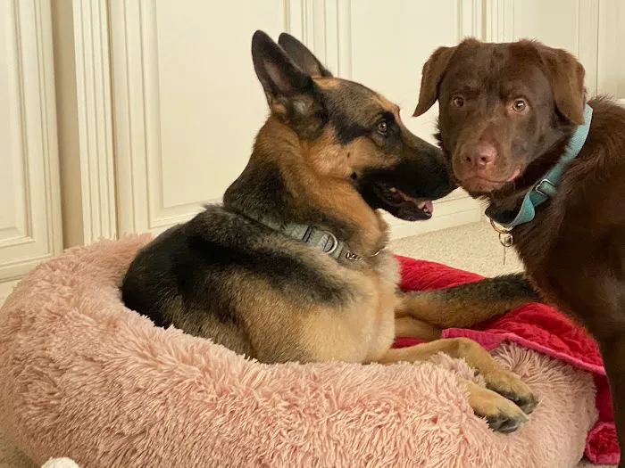 Above & Beyond Pet Care Clinic Picture 4