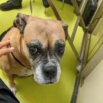 Animal Care Clinic