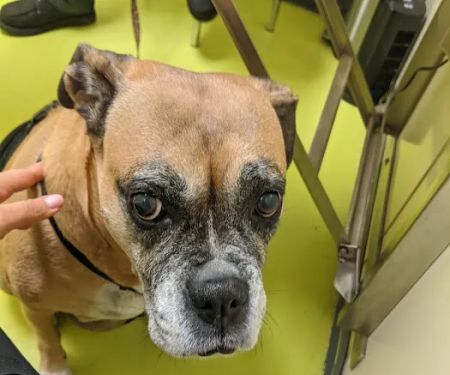 Animal Care Clinic