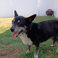 Dr Marchi, Pet Euthanasia at Home ico
