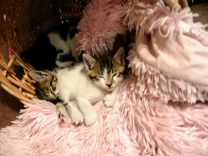 Dr Marchi, Pet Euthanasia at Home Picture 6