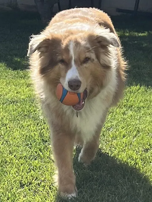 Dr Marchi, Pet Euthanasia at Home Picture 10
