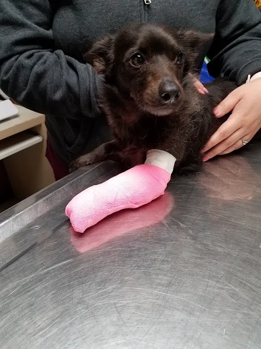Evening Pet Clinic Picture 3
