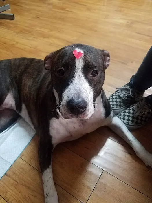 Evening Pet Clinic Picture 9