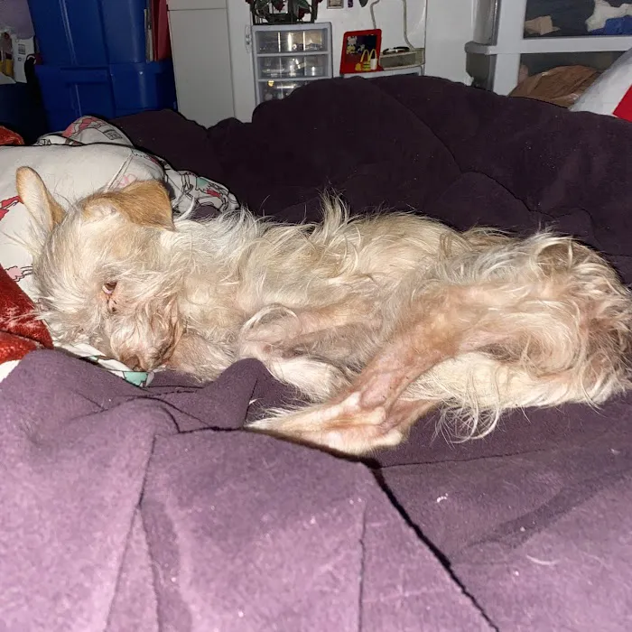 Evening Pet Clinic Picture 10
