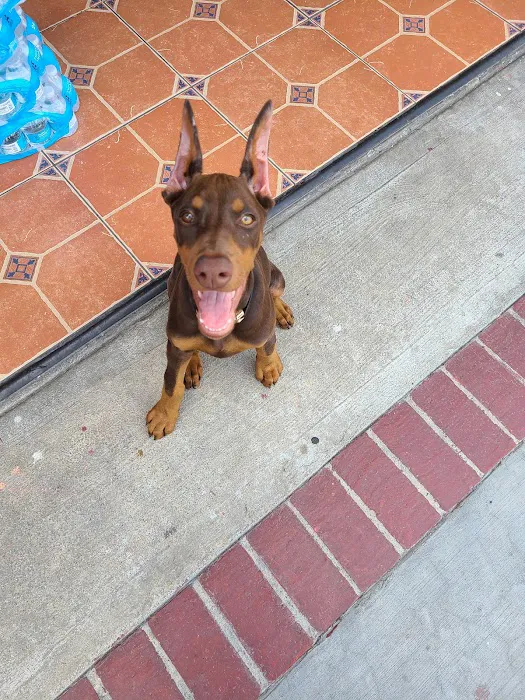 Boulevard Animal Hospital Picture 1