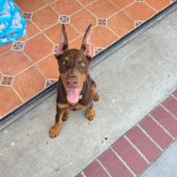 Boulevard Animal Hospital ico