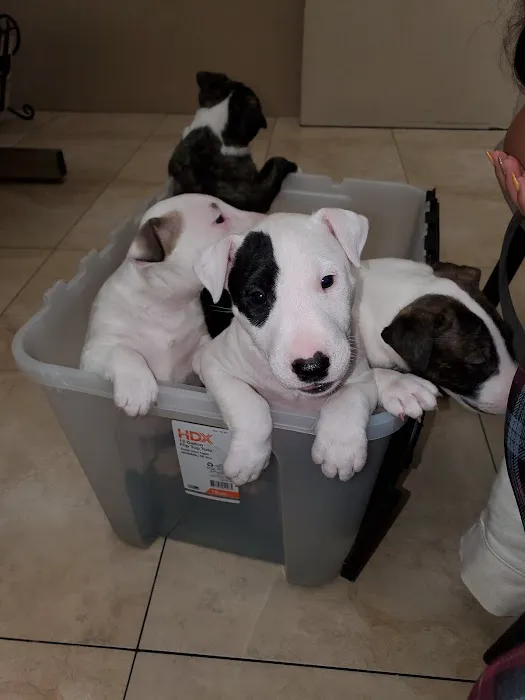 Boulevard Animal Hospital Picture 4