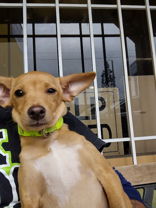 Boulevard Animal Hospital Picture 3