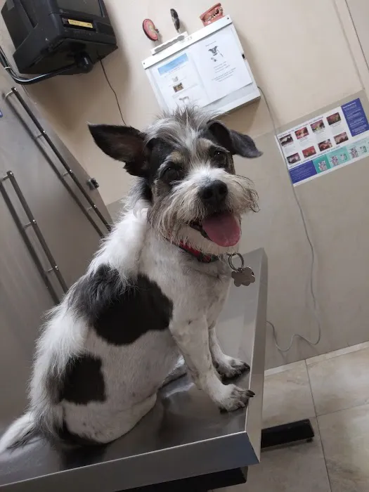 Boulevard Animal Hospital Picture 7