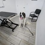 Pet Lovers Animal Hospital Long Beach