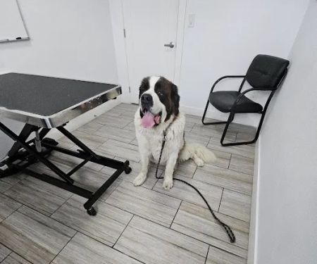 Pet Lovers Animal Hospital Long Beach