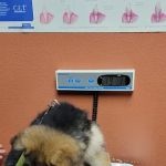 Mercy Animal Medical Center