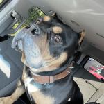 Bellwood Animal Hospital