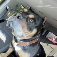 Bellwood Animal Hospital ico