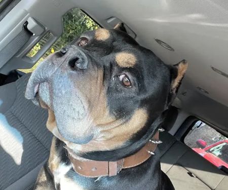 Bellwood Animal Hospital