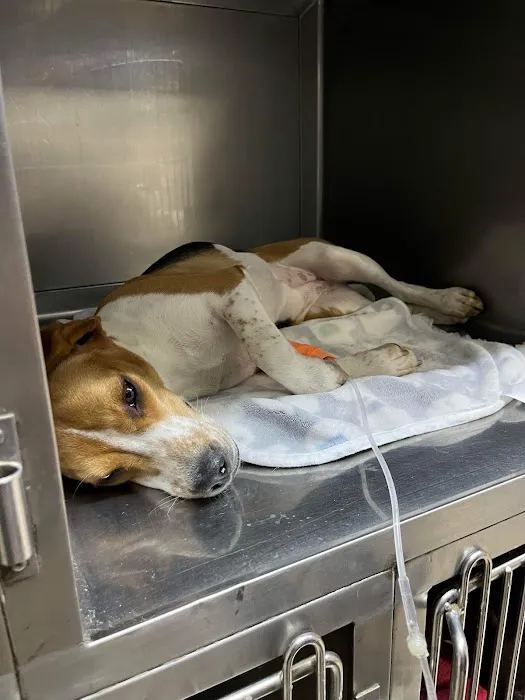 Bellwood Animal Hospital Picture 9