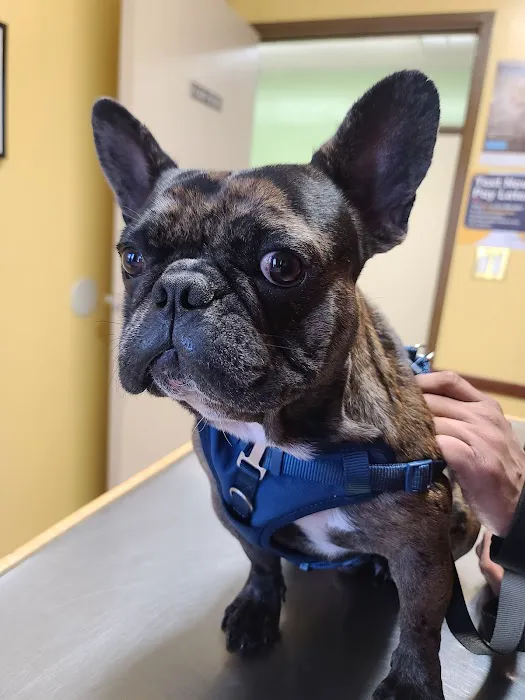 Bellwood Animal Hospital Picture 5