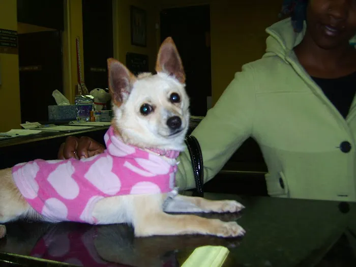 Ambassador Long Beach Veterinary Hospital Picture 1