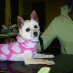 Ambassador Long Beach Veterinary Hospital