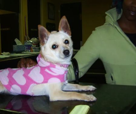 Ambassador Long Beach Veterinary Hospital