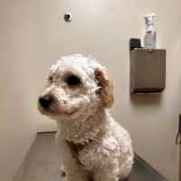 Vetco Total Care Animal Hospital ico