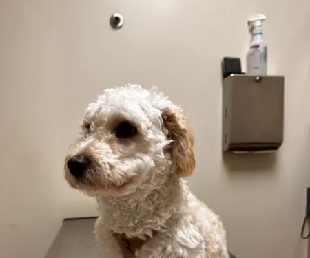 Vetco Total Care Animal Hospital