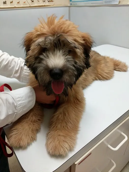 Atlantic Animal Hospital Picture 4