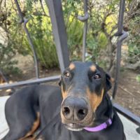 Vetco Vaccination Clinic ico