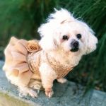 San Gabriel Animal Hospital