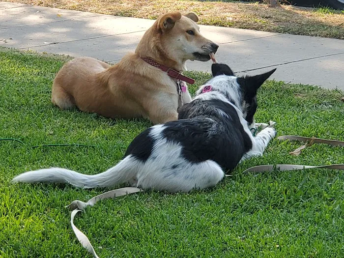 San Gabriel Animal Hospital Picture 8