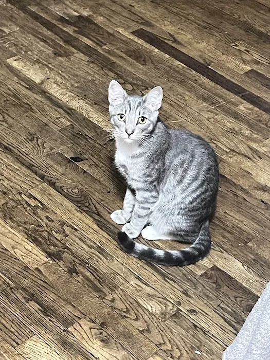 Park Community Animal Hospital Picture 5