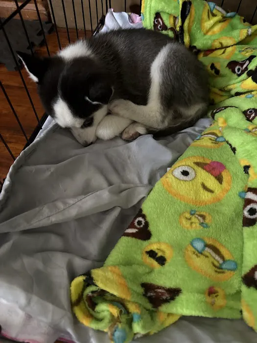 Crossroads Animal Emergency - Norwalk Picture 5