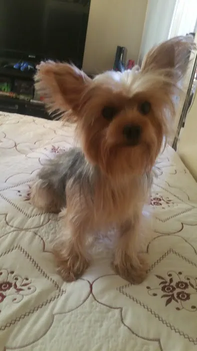 Crossroads Animal Emergency - Norwalk Picture 4