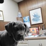 Animal Clinic Western Inc
