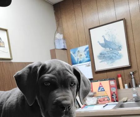 Animal Clinic Western Inc