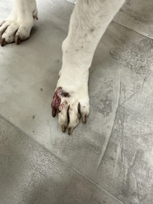 Animal Clinic Western Inc Picture 10