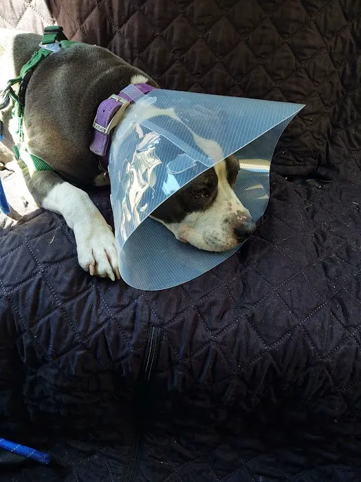 Animal Clinic Western Inc Picture 8