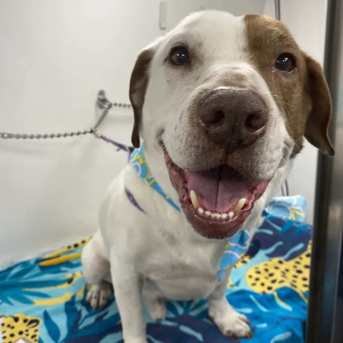 Animal Clinic Western Inc Picture 6